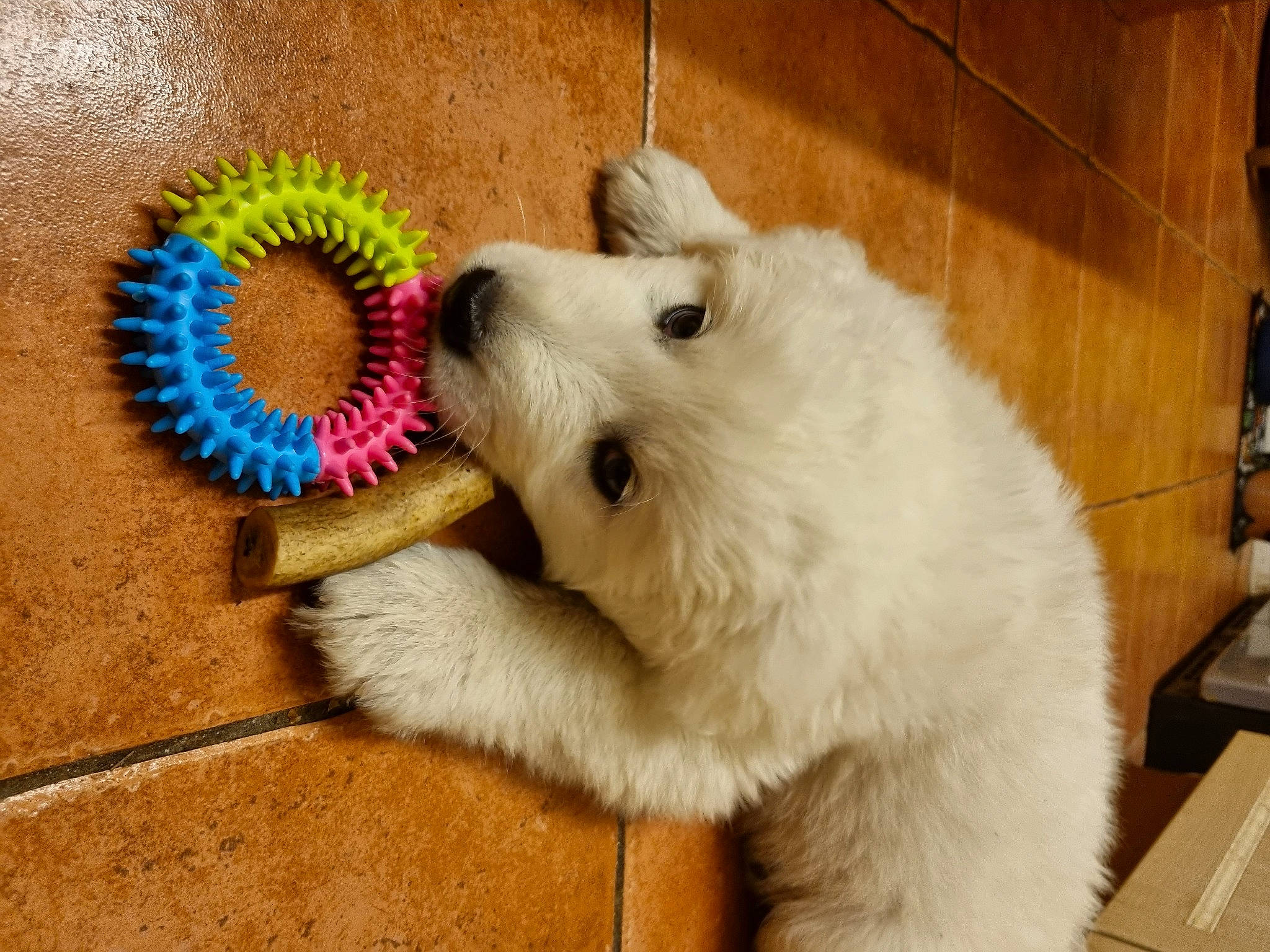 Seppi Bear joined the competition — help win amazing prizes! american_eskimo_dog, canidae, carnivore, companion_dog, dog, dog_breed, dog_supply, fawn, flooring, fur, german_spitz, giant_dog_breed, japanese_spitz, pet_supply, samoyed, snout, spitz, sporting_group, volpino_italiano, wood