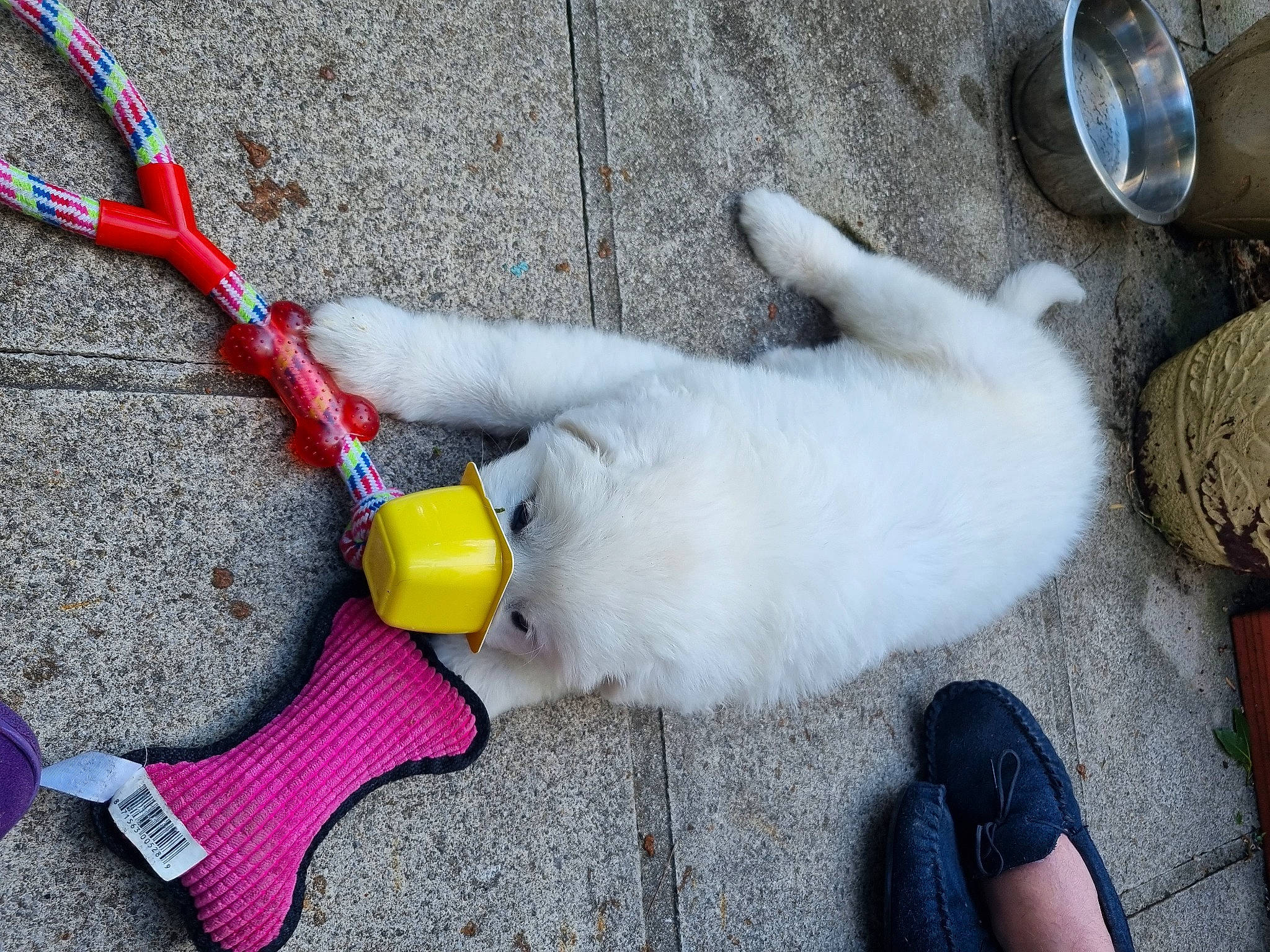 Seppi Bear is registered to the contest to win money with this photo: carmine, electric_blue, fashion_accessory, flooring, foot, human_leg, jewellery, leash, nail, plastic, plush, sandal, shoe, stuffed_toy, tail, toy, white, wire, wool, wrist