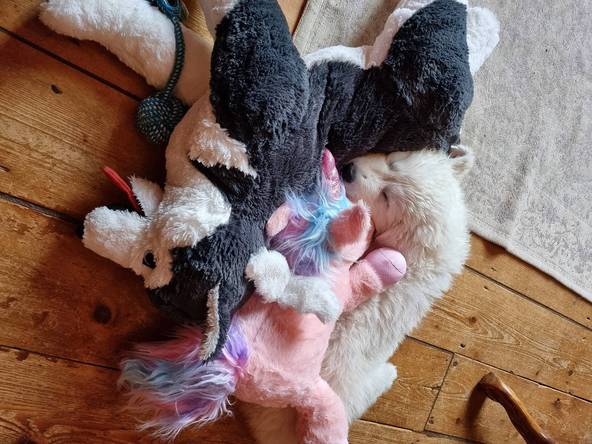 Seppi Bear is registered to the contest to win money with this photo: animal_product, creative_arts, fashion_accessory, fawn, felidae, finger, flooring, foot, fur, fur_clothing, hardwood, human_leg, nail, natural_material, small_to_medium_sized_cats, tail, textile, wood, wool, woolen