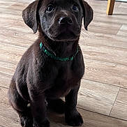 George joined the competition — help win amazing prizes! animal, brown_fur, canine, cute, dog, domestic_animal, ears, eyes, flooring, fur, green_collar, indoor, labrador, nose, pet, portrait, puppy, sitting, wooden_floor, young_dog