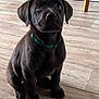 animal, brown_fur, canine, cute, dog, domestic_animal, ears, eyes, flooring, fur, green_collar, indoor, labrador, nose, pet, portrait, puppy, sitting, wooden_floor, young_dog