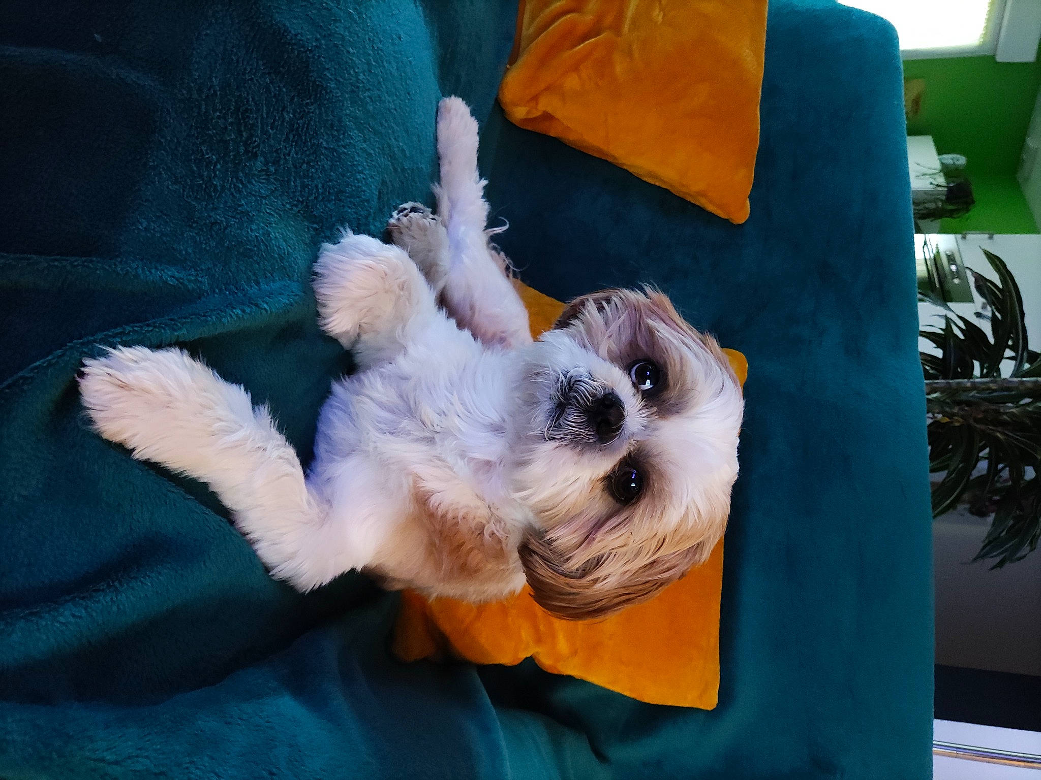 Myster a rejoint le concours — aidez-le/la à gagner de superbes lots ! canidae, carnivore, comfort, companion_dog, couch, dog, dog_breed, dog_supply, fawn, fur, linens, paw, small_terrier, snout, sporting_group, tail, terrier, toy_dog, whiskers, working_animal