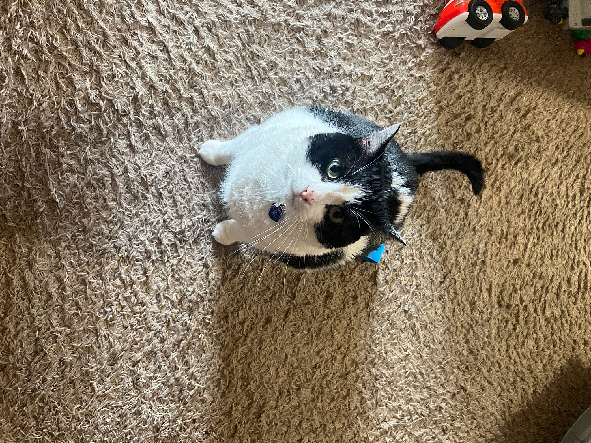 Jumper is registered to the contest to win money with this photo: carnivore, cat, collar, comfort, companion_dog, dog_breed, domestic_short_haired_cat, felidae, flooring, foot, fur, grey, hardwood, mammal, paw, small_to_medium_sized_cats, tail, terrestrial_animal, whiskers, wood