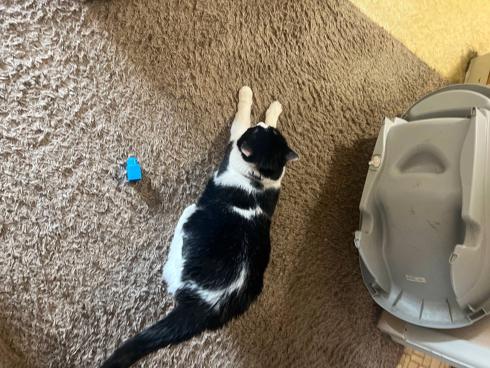 Jumper joined the competition — help win amazing prizes! carnivore, cat, comfort, companion_dog, dog_breed, felidae, floor, flooring, fur, grey, hardwood, paw, pet_supply, small_to_medium_sized_cats, snout, sporting_group, tail, vertebrate, whiskers, wood