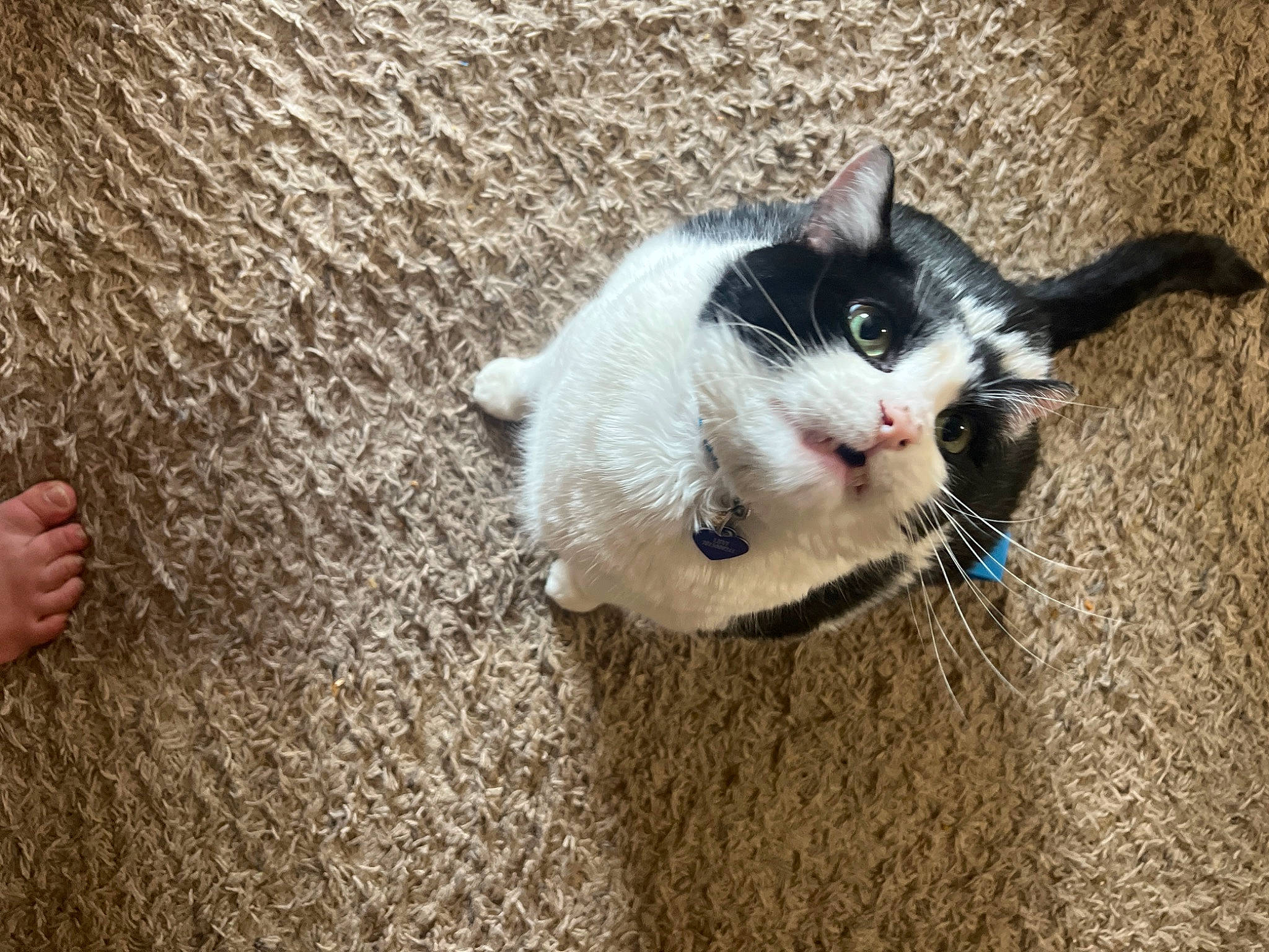 Jumper joined the competition — help win amazing prizes! art, carnivore, cat, domestic_short_haired_cat, eye, fawn, felidae, flooring, foot, fur, grass, paw, shadow, sitting, small_to_medium_sized_cats, snout, tail, terrestrial_animal, whiskers, wood