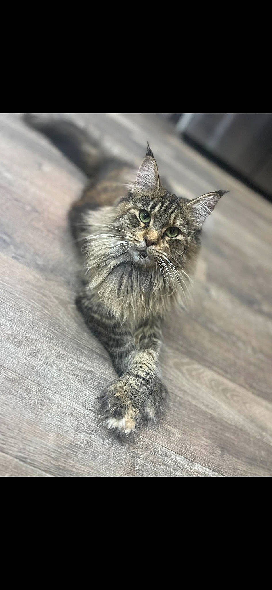 Taya participe au concours pour gagner de l'argent avec cette photo : carnivore, cat, claw, close_up, domestic_short_haired_cat, felidae, flooring, fur, grey, hardwood, monochrome_photography, paw, small_to_medium_sized_cats, soil, still_life_photography, tail, terrestrial_animal, whiskers, wildlife, wood