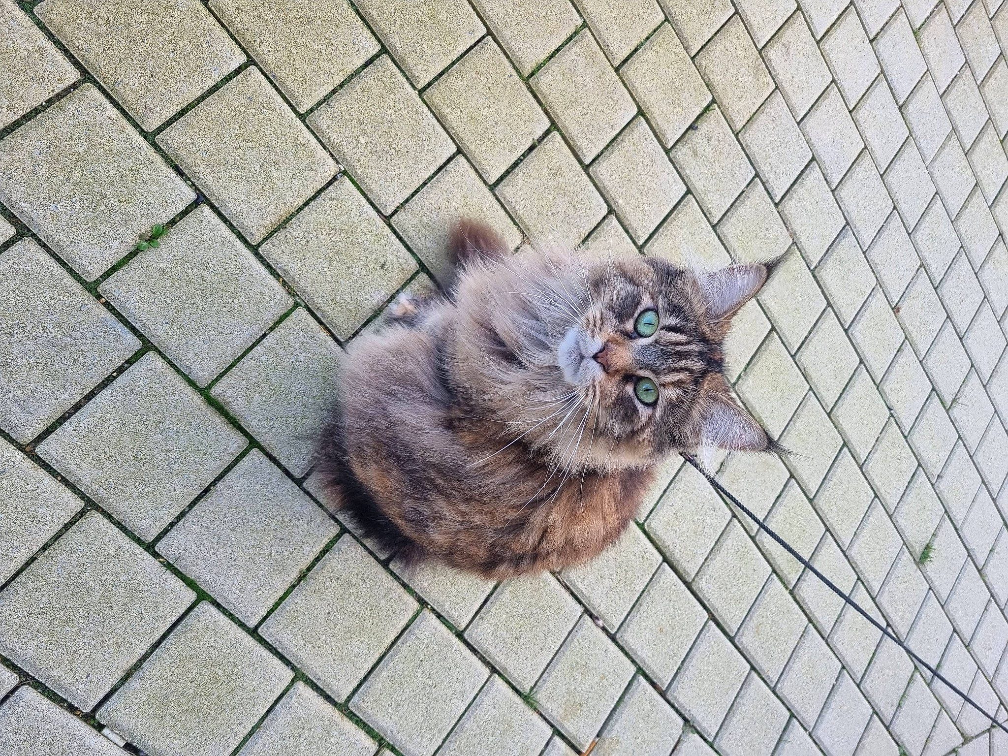 Taya participe au concours pour gagner de l'argent avec cette photo : canidae, carnivore, cat, dog_breed, domestic_short_haired_cat, eye, fawn, felidae, floor, flooring, fur, grey, line, road_surface, sidewalk, small_to_medium_sized_cats, snout, tail, whiskers, wood