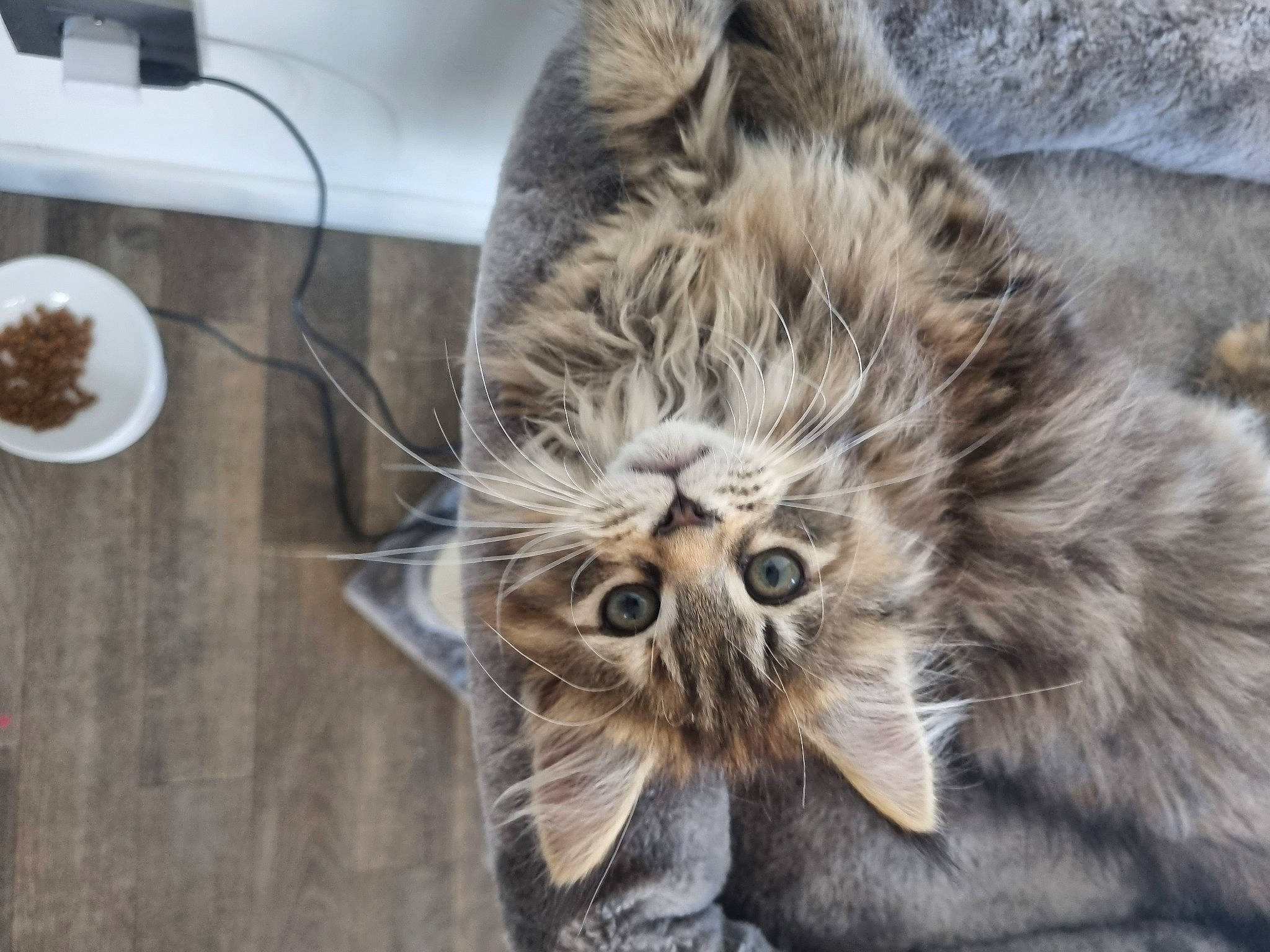 Taya participe au concours pour gagner de l'argent avec cette photo : carnivore, cat, claw, dishware, domestic_short_haired_cat, eye, felidae, fur, grey, kitchen_utensil, paw, plate, platter, serveware, small_to_medium_sized_cats, snout, tableware, tail, terrestrial_animal, whiskers