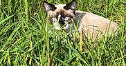 Billy a rejoint le concours — aidez-le/la à gagner de superbes lots ! cat, siamese_cat, grass, greenery, outdoor, nature, animal, feline, eyes, blue_eyes, camouflage, meadow, sunlight, wildlife, pet, mammal, closeup, alert, resting, summer