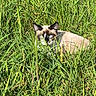 cat, siamese_cat, grass, greenery, outdoor, nature, animal, feline, eyes, blue_eyes, camouflage, meadow, sunlight, wildlife, pet, mammal, closeup, alert, resting, summer