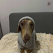 Zouma participe au concours pour gagner de l'argent avec cette photo : dog, hoodie, pet, indoor, blanket, couch, fur, brown, small_dog, cute, animal, cozy, portrait, looking_at_camera, sitting, furniture, canine, domestic_animal, soft_texture, gray