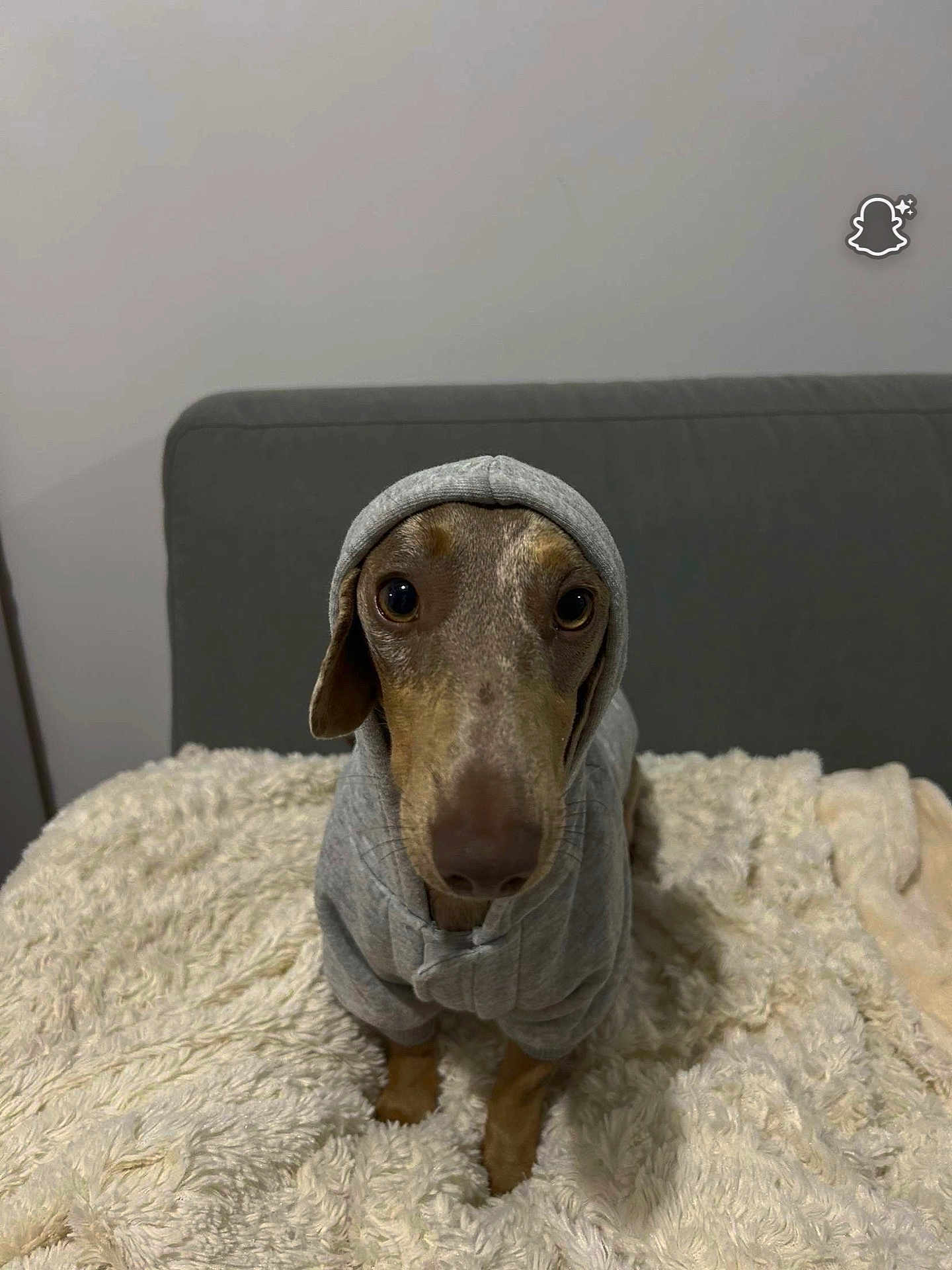 Zouma participe au concours pour gagner de l'argent avec cette photo : dog, hoodie, pet, indoor, blanket, couch, fur, brown, small_dog, cute, animal, cozy, portrait, looking_at_camera, sitting, furniture, canine, domestic_animal, soft_texture, gray