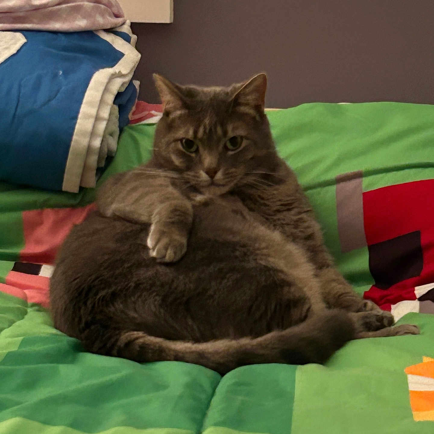 Smokey is registered to the contest to win money with this photo: animal, bedspread, cat, cozy, cute, domestic_cat, ears, feline, furniture, gray_cat, home, indoor, looking_at_camera, paw, pet, relaxed, resting, tabby, tail, whiskers