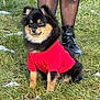 black_fur, boots, cute, dog, fashion, fluffy, footwear, grass, leash, legs, outdoors, pet, pomeranian, portrait, red_sweater, sitting, small_dog, smile, tan_markings, winter