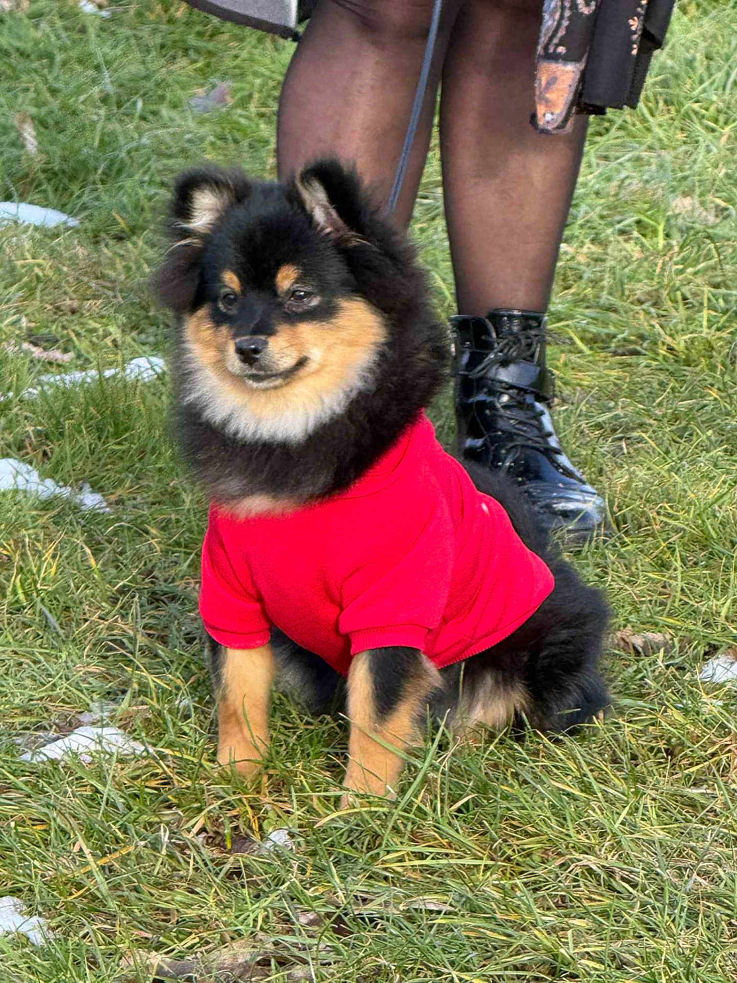 Aïka a rejoint le concours — aidez-le/la à gagner de superbes lots ! black_fur, boots, cute, dog, fashion, fluffy, footwear, grass, leash, legs, outdoors, pet, pomeranian, portrait, red_sweater, sitting, small_dog, smile, tan_markings, winter