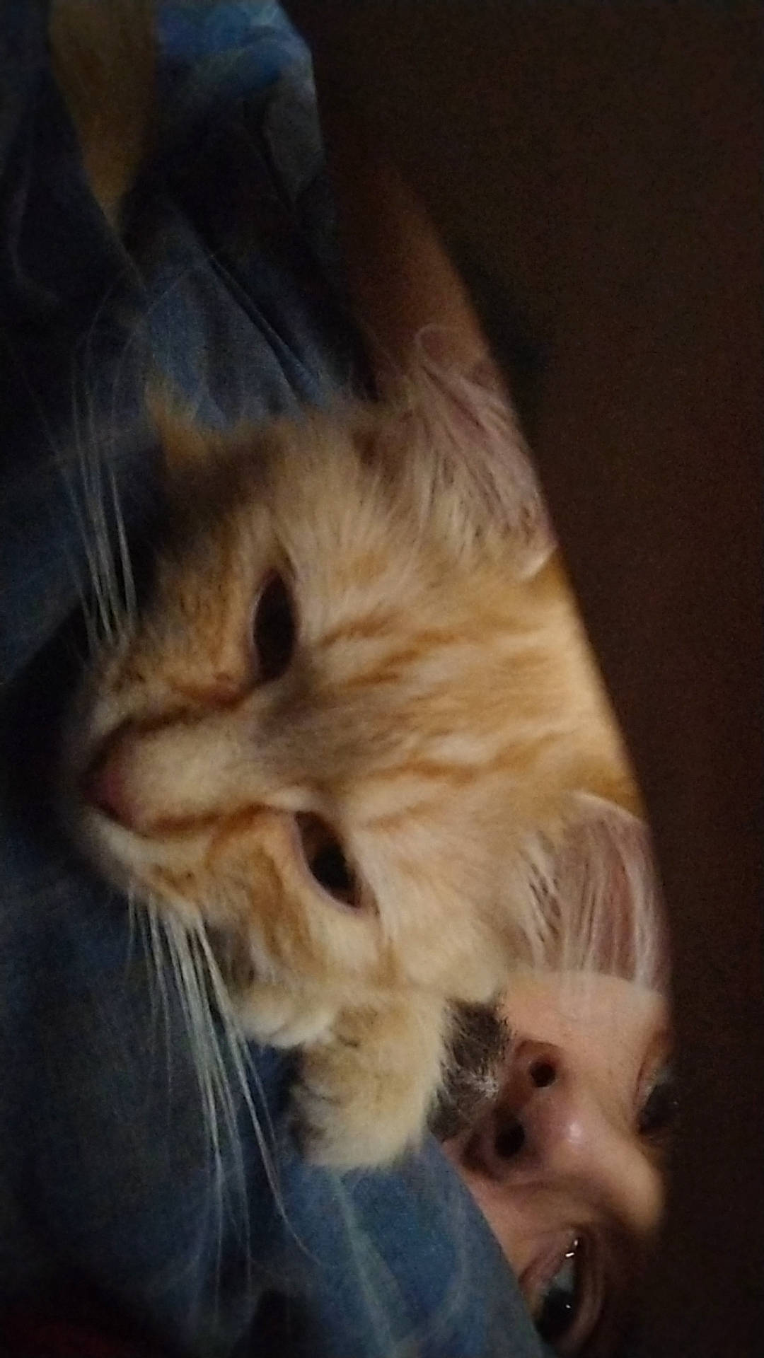 Lady is registered to the contest to win money with this photo: canidae, carnivore, cat, claw, comfort, companion_dog, domestic_short_haired_cat, ear, fawn, felidae, fur, gesture, paw, small_to_medium_sized_cats, snout, tail, whiskers, wood