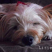 Lisie a rejoint le concours — aidez-le/la à gagner de superbes lots !