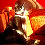Mimine participe au concours pour gagner de l'argent avec cette photo :