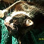 Mimine participe au concours pour gagner de l'argent avec cette photo :