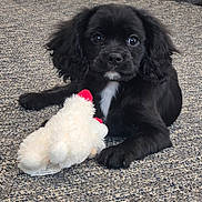 Merlin is registered to the contest to win money with this photo: adorable, animal, black_dog, carpet, close_up, companion, cute, domestic_animal, front_paws, fur, indoor, laying_down, pet, playful, plush_toy, portrait, puppy, toy, white_markings, young_dog