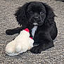 adorable, animal, black_dog, carpet, close_up, companion, cute, domestic_animal, front_paws, fur, indoor, laying_down, pet, playful, plush_toy, portrait, puppy, toy, white_markings, young_dog