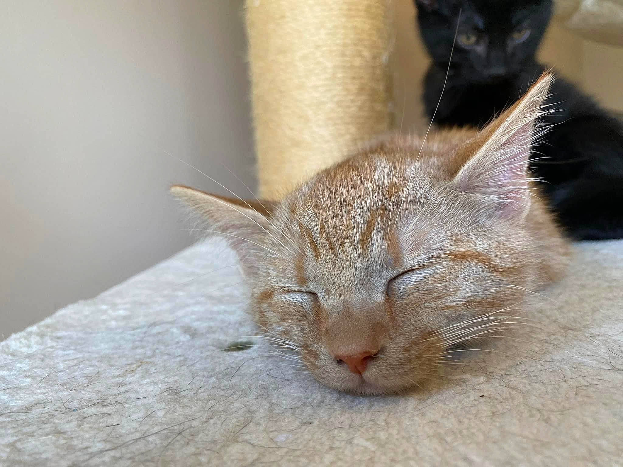 Oliver joined the competition — help win amazing prizes! bombay, carnivore, cat, cat_supply, claw, comfort, domestic_short_haired_cat, fawn, felidae, fur, small_to_medium_sized_cats, snout, tail, terrestrial_animal, whiskers, window, wood