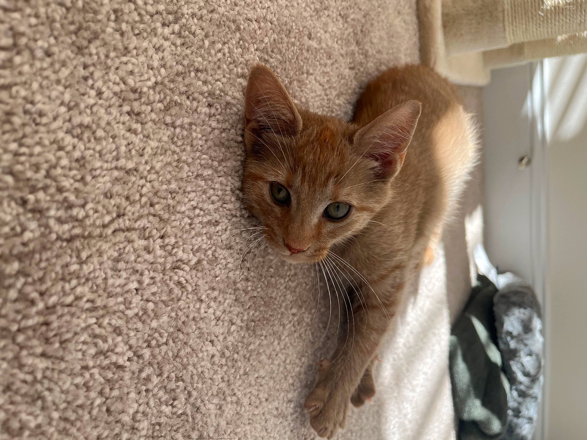 Oliver is registered to the contest to win money with this photo: carnivore, cat, claw, domestic_short_haired_cat, fawn, felidae, fur, paw, small_to_medium_sized_cats, snout, tail, terrestrial_animal, whiskers, window