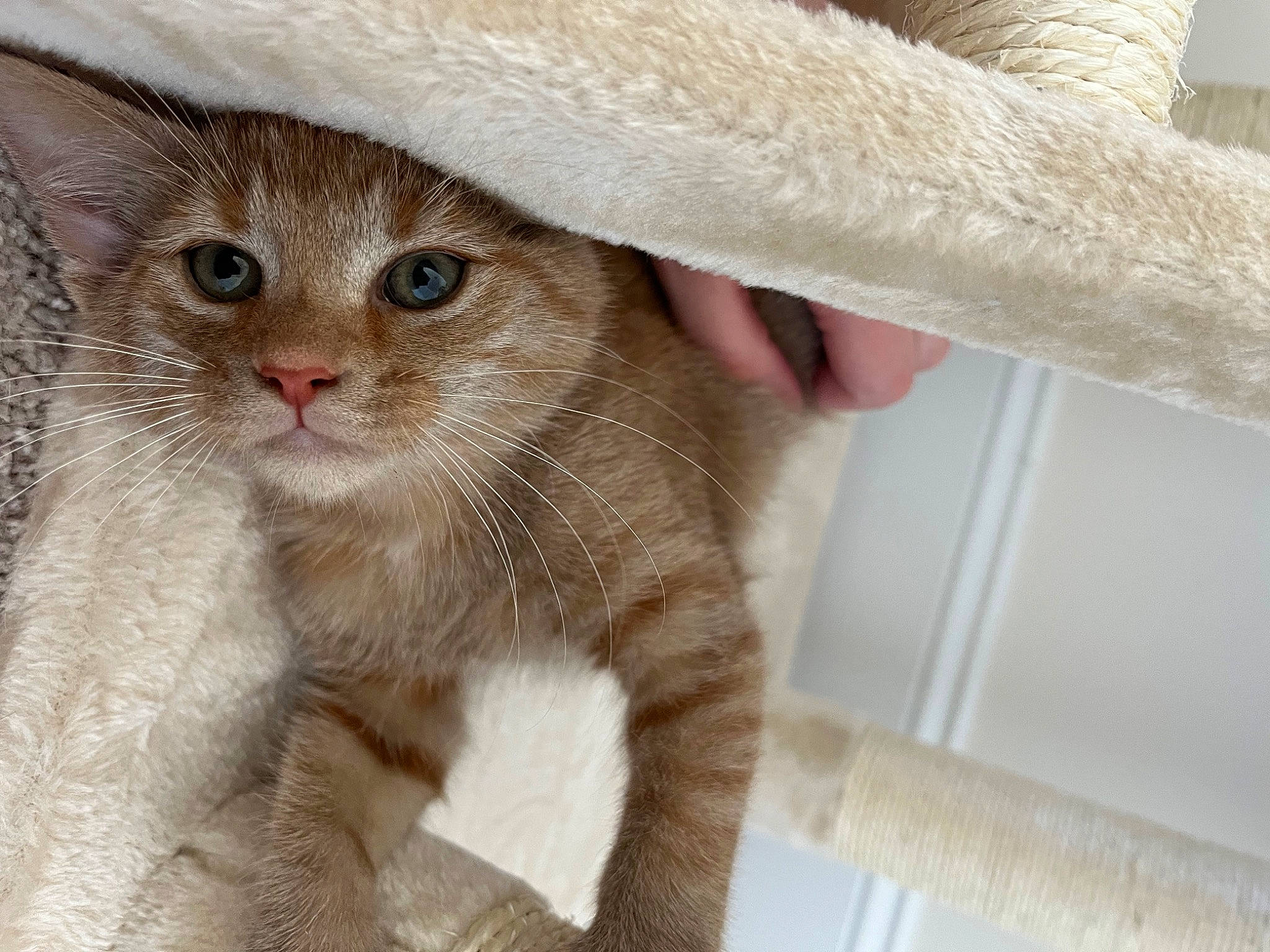 Oliver joined the competition — help win amazing prizes! beige, cap, carnivore, cat, claw, comfort, domestic_short_haired_cat, eye, fawn, felidae, fur, hat, paw, small_to_medium_sized_cats, snout, tail, terrestrial_animal, whiskers, window, wood