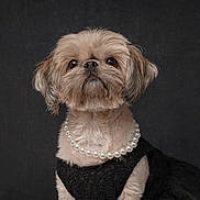 Lilith joined the competition — help win amazing prizes! dog, small_dog, pearl_necklace, black_dress, portrait, studio, furry, cute, pet, animal, fluffy, fashion, elegant, costume, indoors, looking_up, adorable, groomed, well_dressed, chic