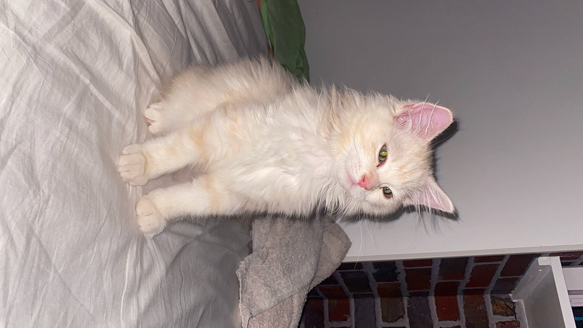 Minou participe au concours pour gagner de l'argent avec cette photo : carnivore, cat, claw, comfort, domestic_short_haired_cat, eye, fawn, felidae, foot, fur, hardwood, leg, paw, small_to_medium_sized_cats, snout, tail, whiskers, wood