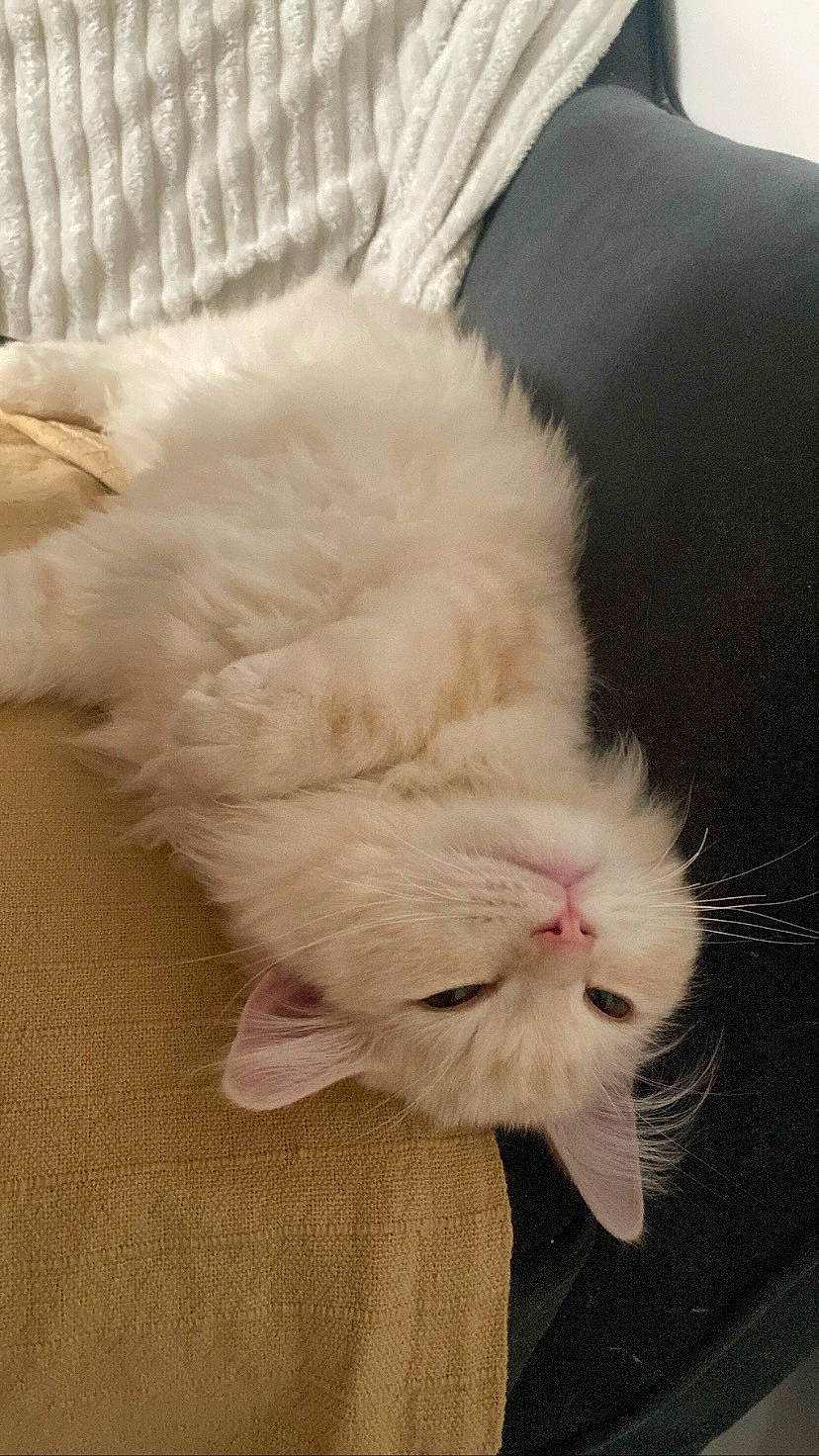 Minou participe au concours pour gagner de l'argent avec cette photo : british_longhair, carnivore, cat, claw, comfort, ear, eye, fawn, felidae, foot, fur, leg, nap, natural_material, paw, small_to_medium_sized_cats, snout, tail, whiskers