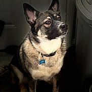 Sable joined the competition — help win amazing prizes! animal, black, brown, canine, closeup, collar, companion, dog, domestic_animal, ears, focused, fur, indoor, indoor_lighting, looking_up, pet, portrait, sitting, tag, white