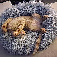 Albus a rejoint le concours — aidez-le/la à gagner de superbes lots ! cat, sleeping, pet_bed, fluffy, cozy, indoor, relaxed, feline, animal, spotted, paws, tail, soft, resting, cute, comfortable, fur, domestic_animal, nap, cushion