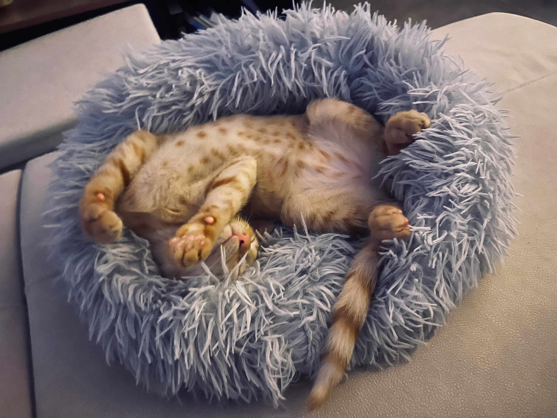 Albus a rejoint le concours — aidez-le/la à gagner de superbes lots ! cat, sleeping, pet_bed, fluffy, cozy, indoor, relaxed, feline, animal, spotted, paws, tail, soft, resting, cute, comfortable, fur, domestic_animal, nap, cushion