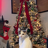Hopey is registered to the contest to win money with this photo: cat, christmas_tree, holiday_decor, lights, ribbon, stocking, snowman, miniature_trees, white_cat, decorations, festive, indoor, table, bow, ornaments, calm, cute, pet, seasonal, celebration
