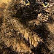 Frankie joined the competition — help win amazing prizes! cat, close_up, tortoiseshell, fluffy, green_eyes, indoor, pet, feline, resting, curious, fur, texture, animal, mammal, whiskers, portrait, domestic, soft, cute, relaxed
