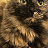 cat, close_up, tortoiseshell, fluffy, green_eyes, indoor, pet, feline, resting, curious, fur, texture, animal, mammal, whiskers, portrait, domestic, soft, cute, relaxed