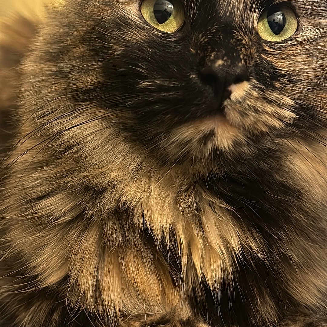 Frankie