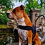 Kayser participe au concours pour gagner de l'argent avec cette photo : dog, brown_dog, white_paws, harness, sitting, stone_ledge, pond, water, trees, greenery, outdoor, nature, park, fence, architecture, leash, daytime, canine, pet, calm