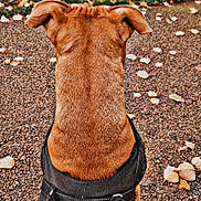 Kayser a rejoint le concours — aidez-le/la à gagner de superbes lots ! dog, brown_dog, harness, leash, outdoor, path, autumn, fallen_leaves, pavement, canine, pet, back_view, animal, nature, walk, park, seasonal, fur, ears, sitting