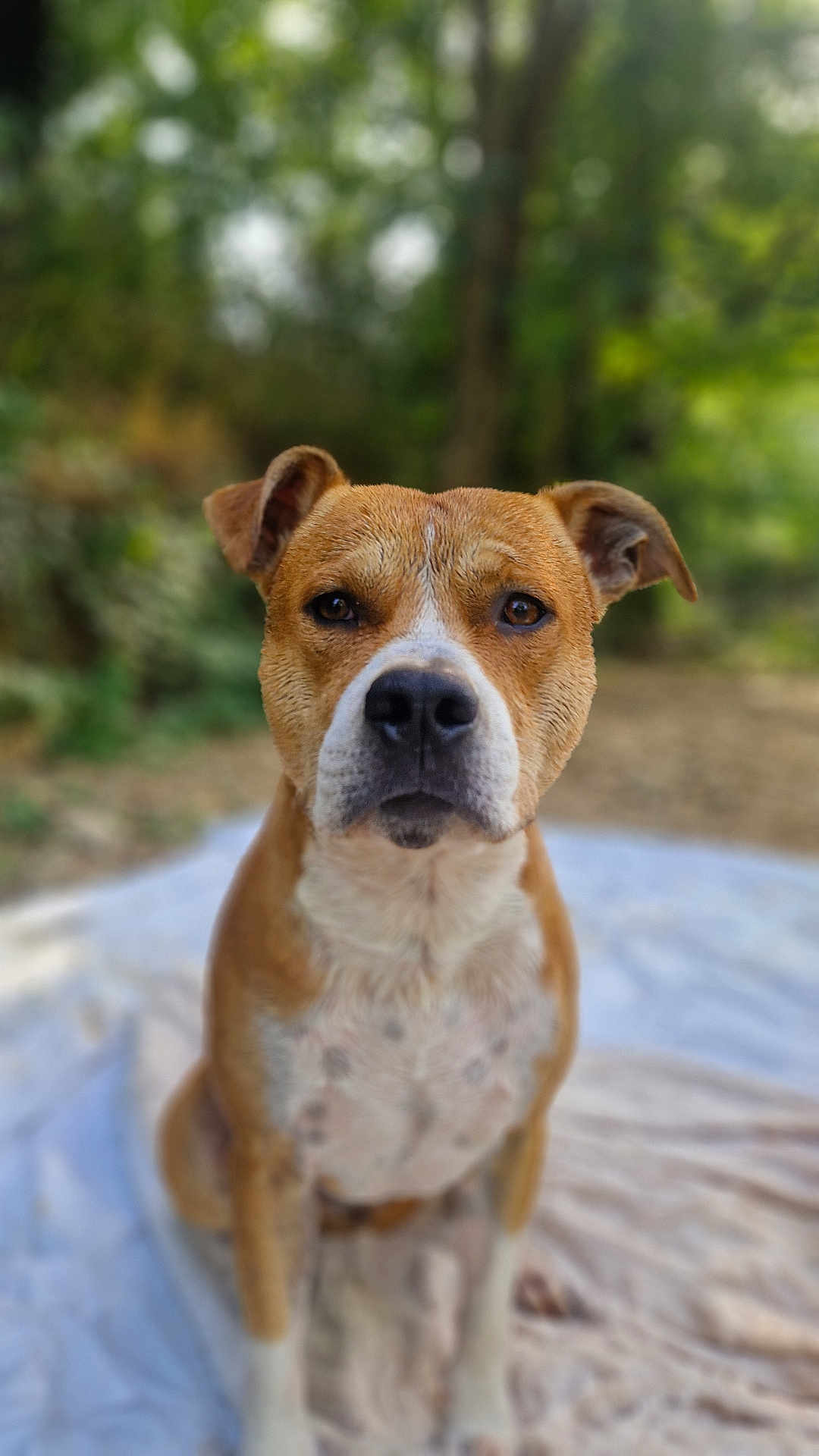 Kayser participe au concours pour gagner de l'argent avec cette photo : dog, animal, pet, outdoor, blurred_background, brown_dog, white_spots, sitting, blanket, nature, canine, ears_up, alert, portrait, close_up, fur, muzzle, eyes, nose, calm