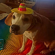 Charlie joined the competition — help win amazing prizes! dog, sombrero, hat, rainbow_blanket, remote_control, indoor, pet, canine, brown_and_white, bedroom, furniture, colorful, cute, animal, domestic_animal, sitting, looking_up, cozy, soft_lighting, celebration