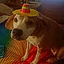 dog, sombrero, hat, rainbow_blanket, remote_control, indoor, pet, canine, brown_and_white, bedroom, furniture, colorful, cute, animal, domestic_animal, sitting, looking_up, cozy, soft_lighting, celebration