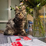 Thor a rejoint le concours — aidez-le/la à gagner de superbes lots ! cat, kitten, tabby_cat, long_fur, pet, vase, flowers, bouquet, table, tablecloth, indoor, window, glass_vase, flower_stems, leaves, whiskers, paws, curious, portrait, home_decor