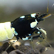 Cricri la crevettes participe au concours pour gagner de l'argent avec cette photo :