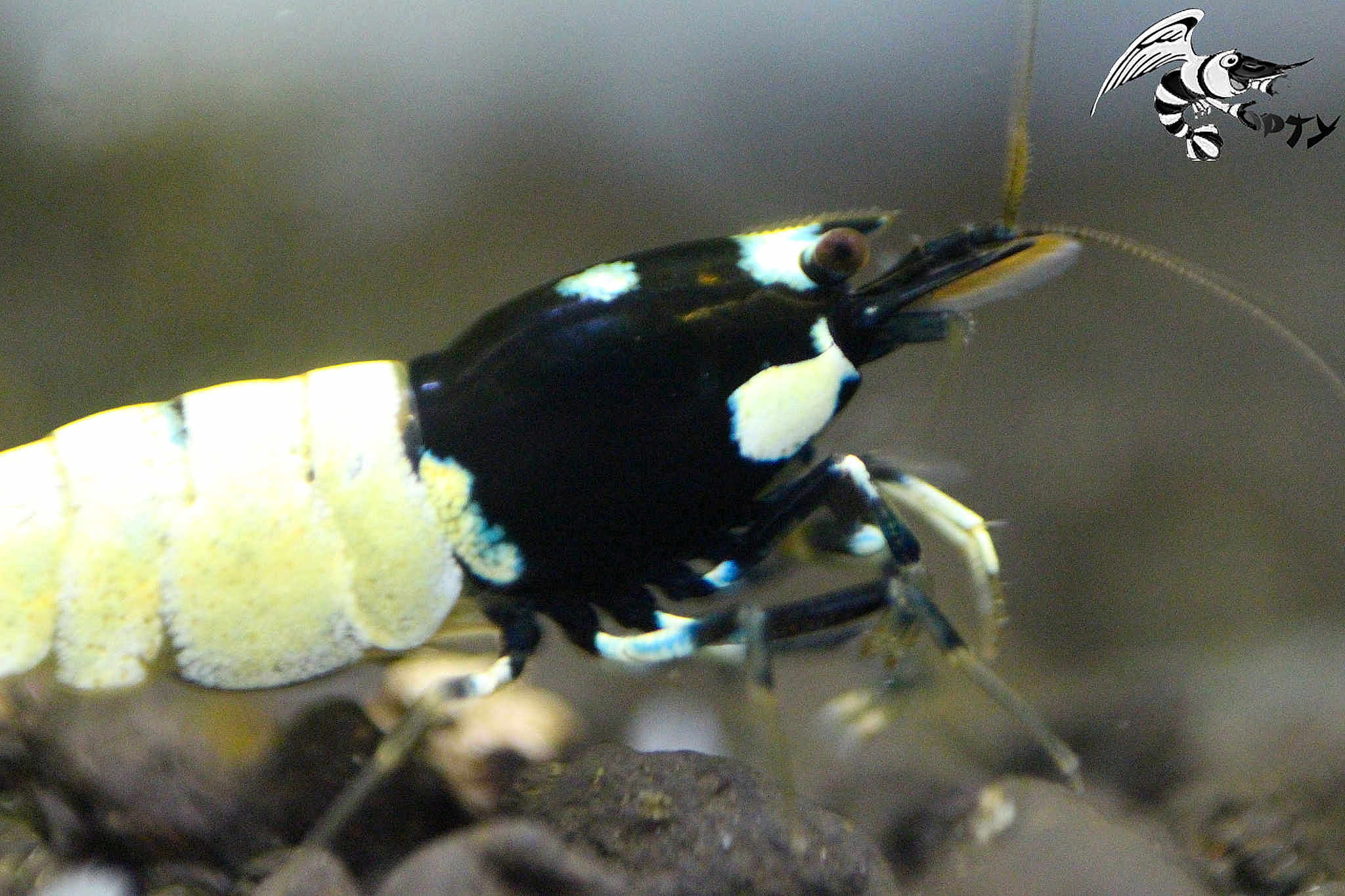 Cricri la crevettes