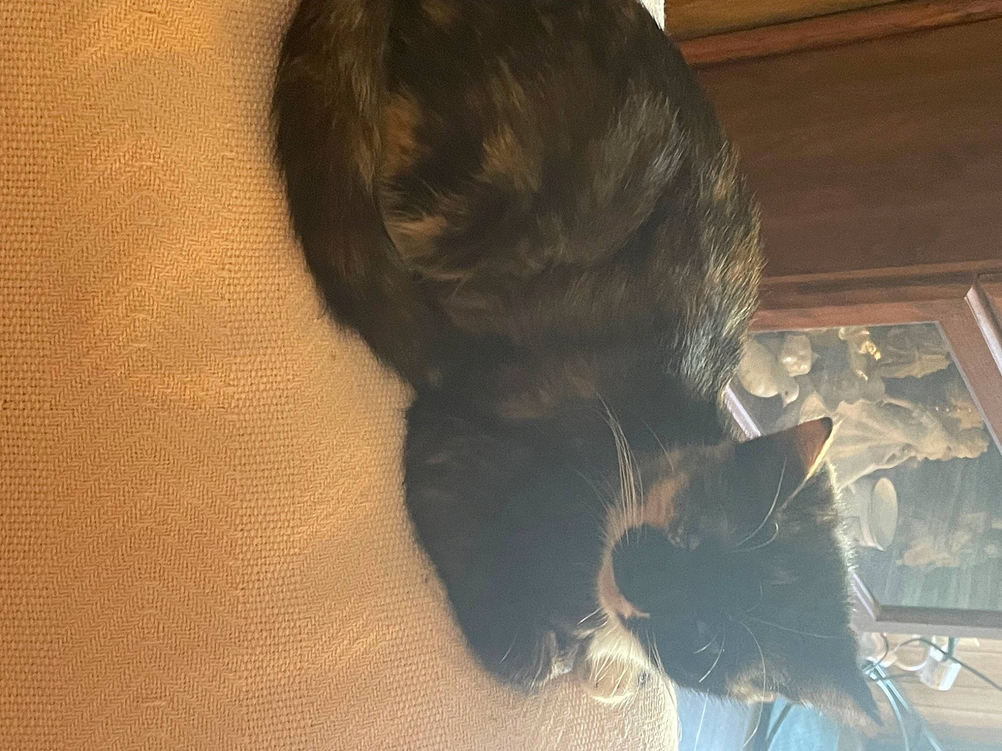 Fancy joined the competition — help win amazing prizes! carnivore, cat, comfort, dog_breed, domestic_short_haired_cat, ear, fawn, felidae, floor, flooring, fur, hardwood, liver, small_to_medium_sized_cats, snout, sporting_group, tail, tints_and_shades, whiskers, wood