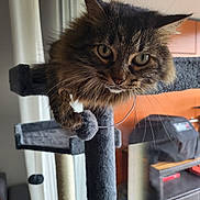 Mayla participe au concours pour gagner de l'argent avec cette photo : cat, tabby, pet, indoor, cat_tree, furniture, curious, whiskers, ears, green_eyes, fur, close_up, home, cozy, scratching_post, animal, mammal, playful, resting, household
