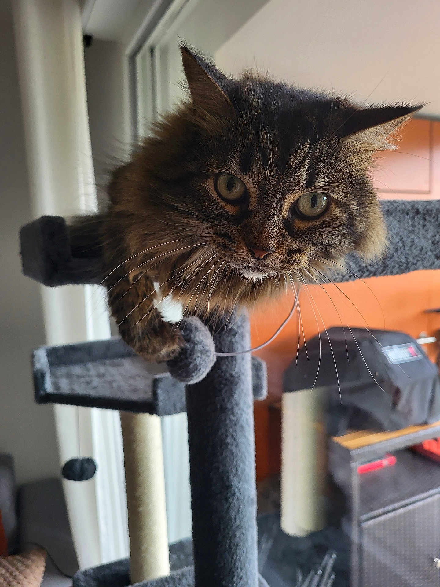 Mayla participe au concours pour gagner de l'argent avec cette photo : cat, tabby, pet, indoor, cat_tree, furniture, curious, whiskers, ears, green_eyes, fur, close_up, home, cozy, scratching_post, animal, mammal, playful, resting, household