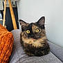 cat, tortoiseshell, yellow_eyes, fluffy, couch, gray, orange_pillow, lamp, wooden_lamp, indoor, pet, feline, curious, sitting, cozy, home_interior, furniture, close_up, domestic, relaxed